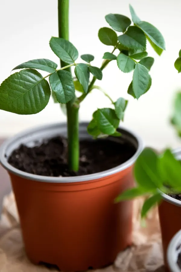 Creating a new plant from a cutting