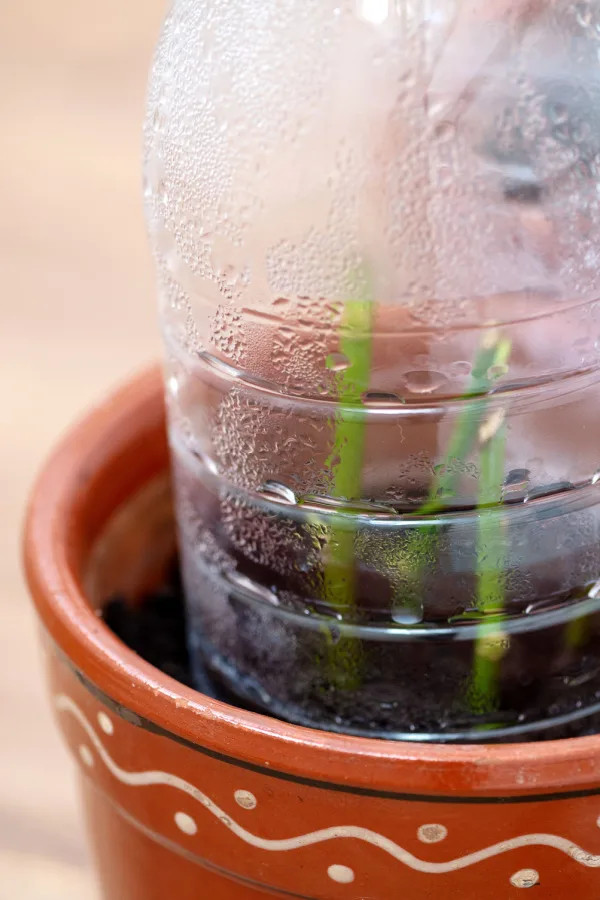 An orange container with rose cuttings and a plastic bottle acting as a humidity dome.