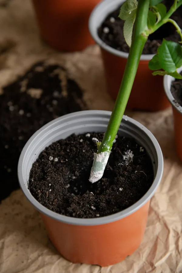 The base of a rose stem that is covered in rooting powder. This helps produce roots quicker, resulting in a rose bush that much faster.