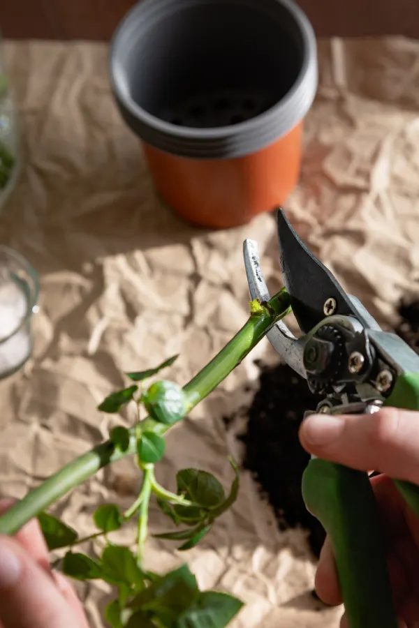 creating a rose bush from a bouquet