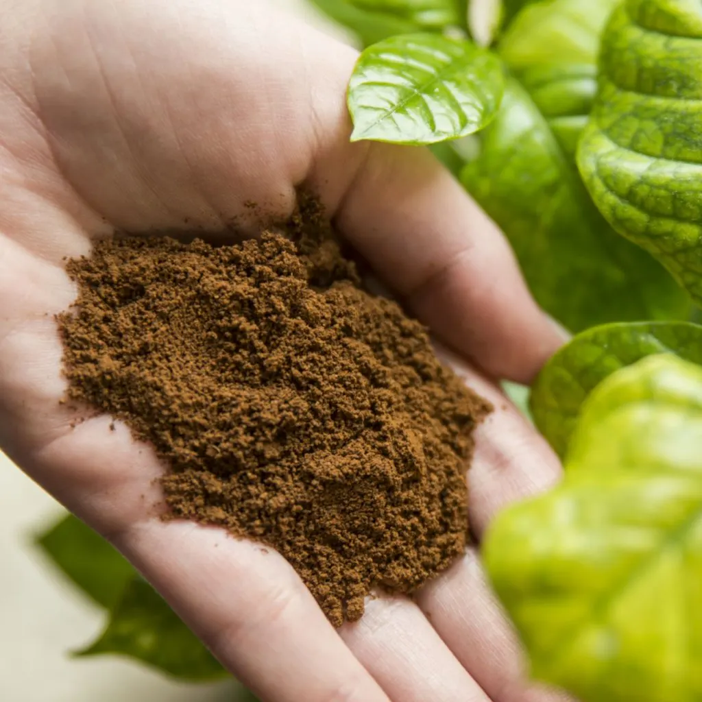 A hand holding out used coffee grounds next to green foliage.