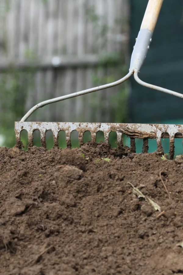 A rake being pulled through garden soil.
