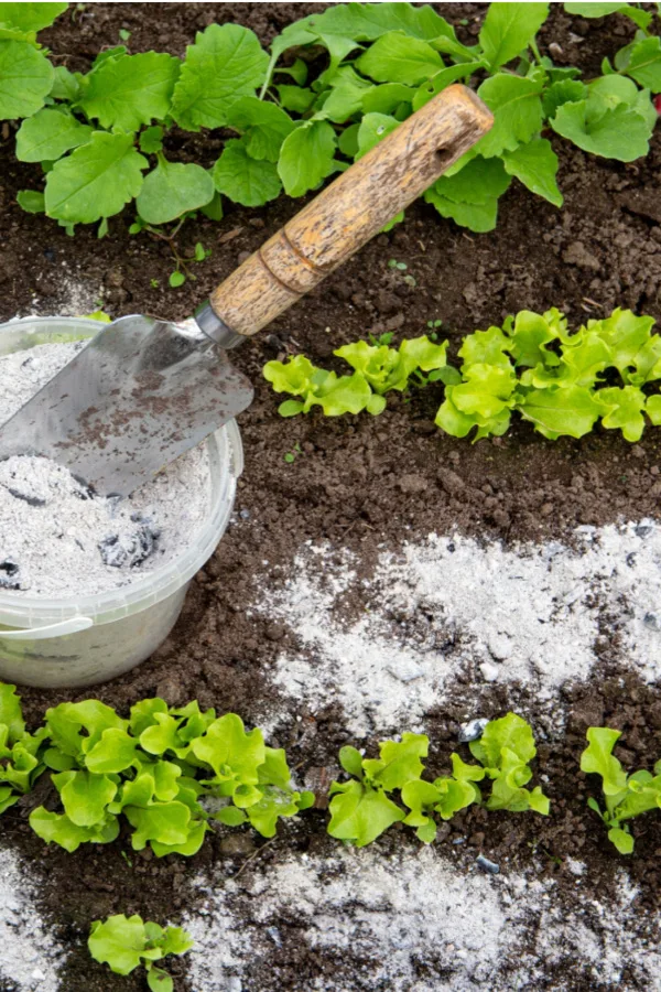 ashes and lettuce
