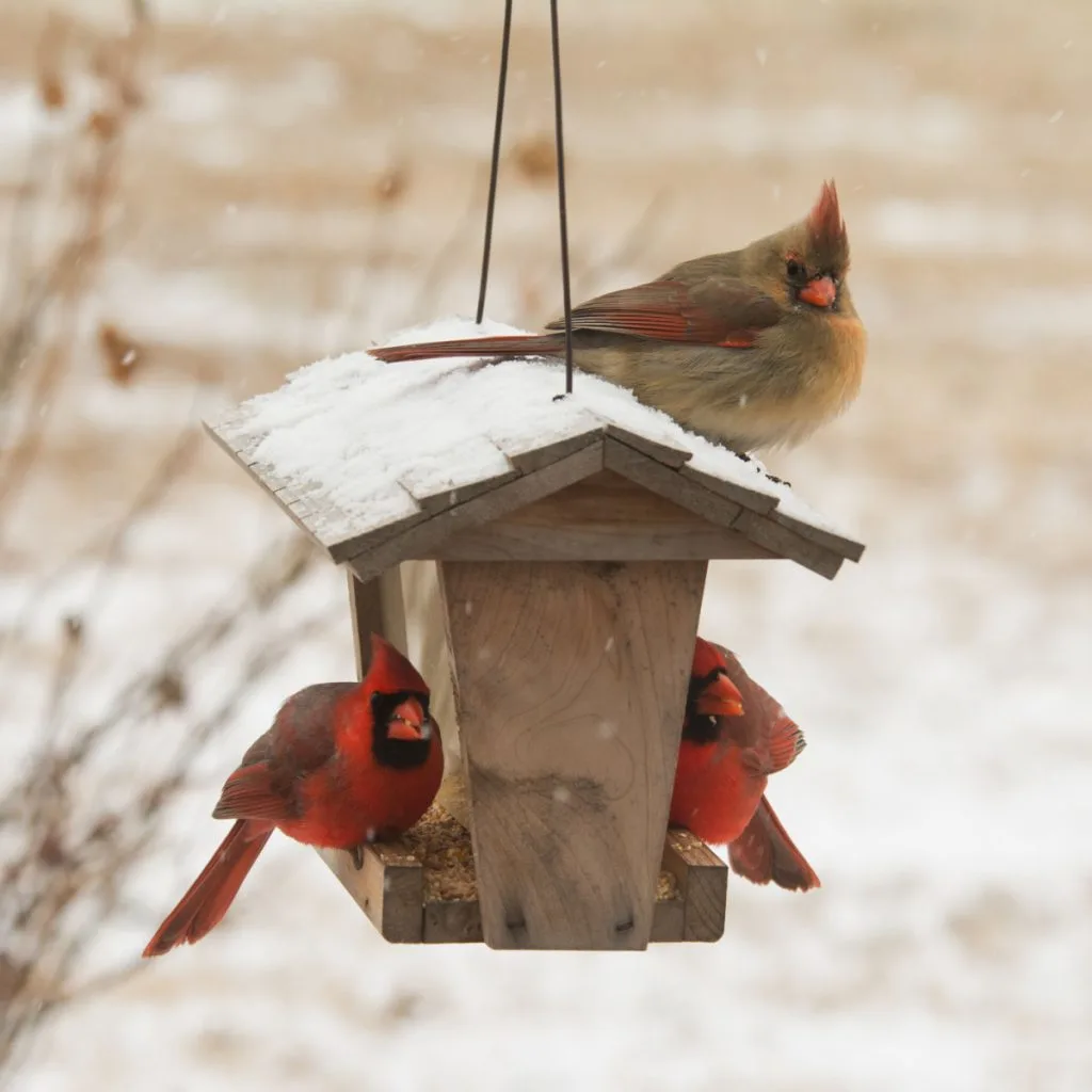 best bird feeders in winter