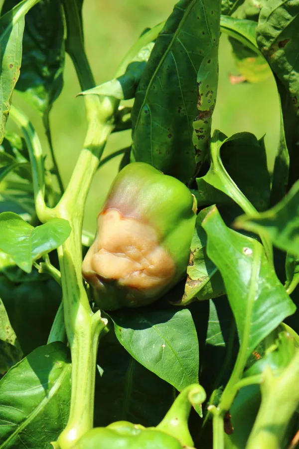 blossom end rot peppers