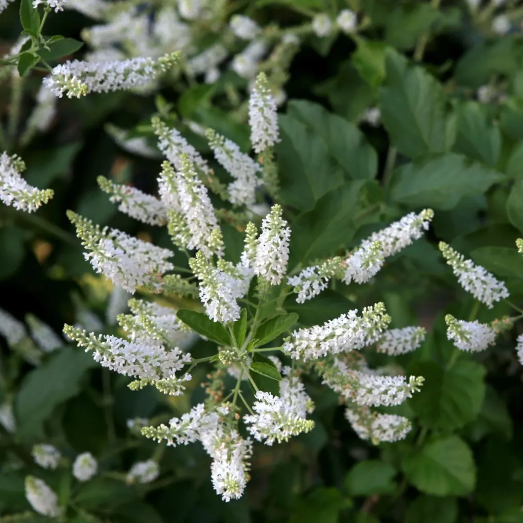 butterfly bushes - deer resitant