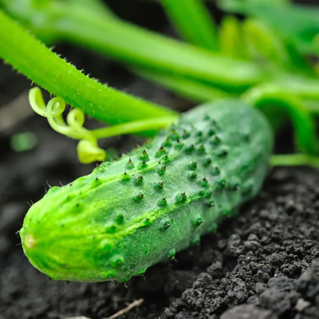 how to grow cucumbers