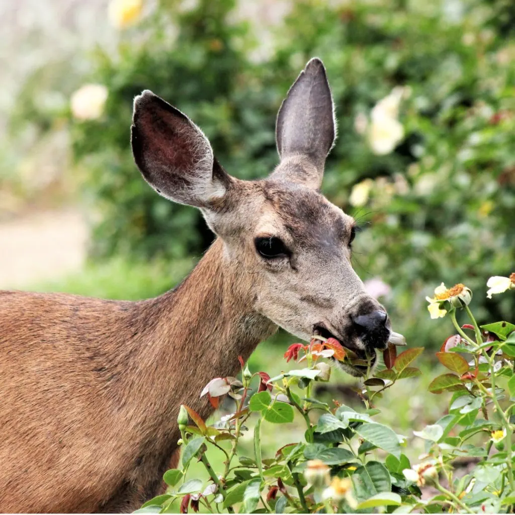 deer resistant bushes