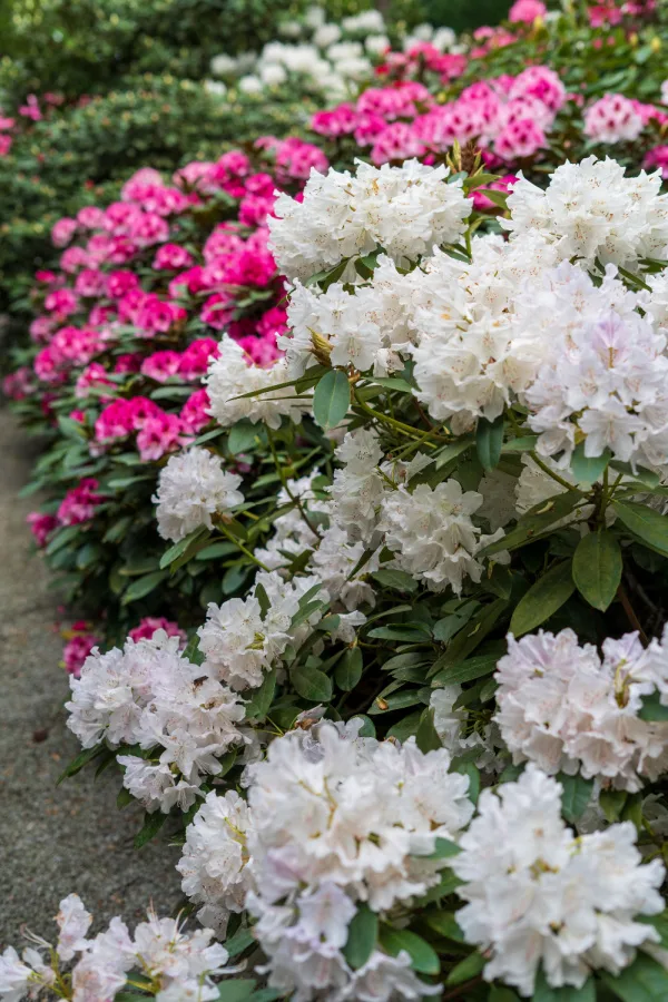 when to fertilize azaleas