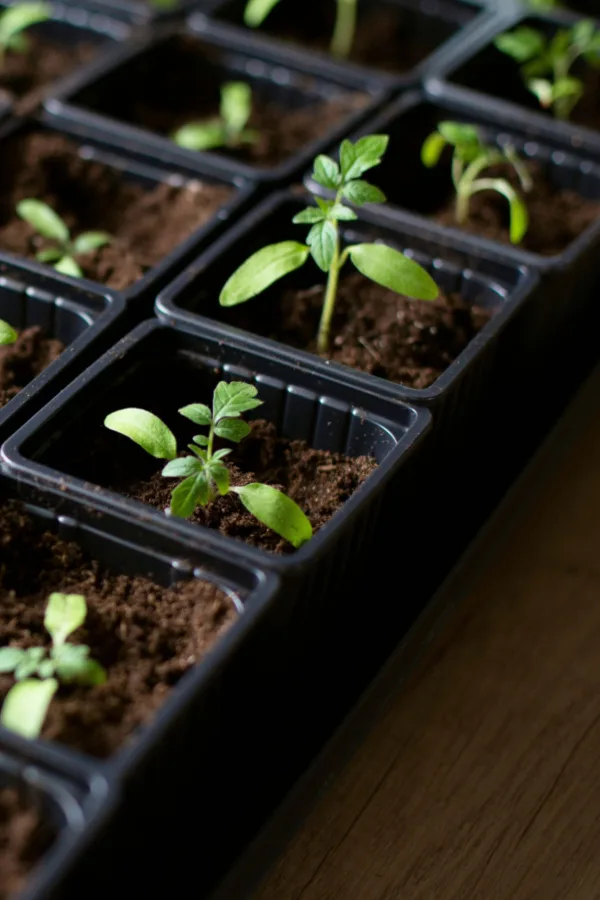 fertilizing seedlings