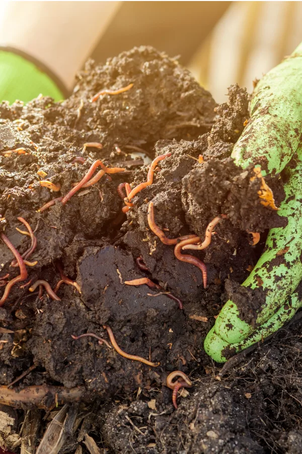 healthy soil