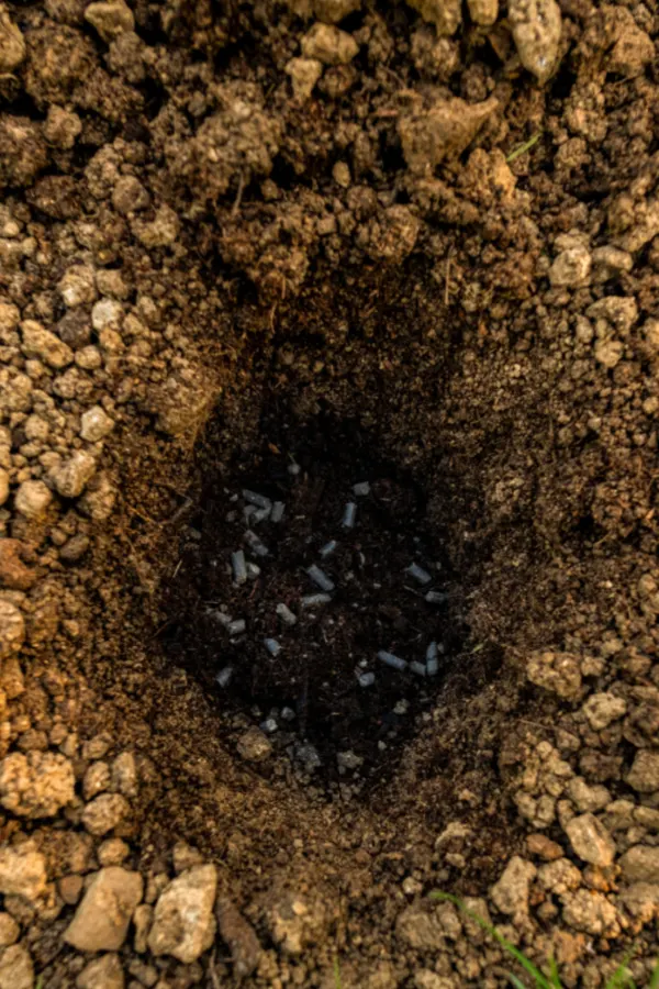 deep planting hole