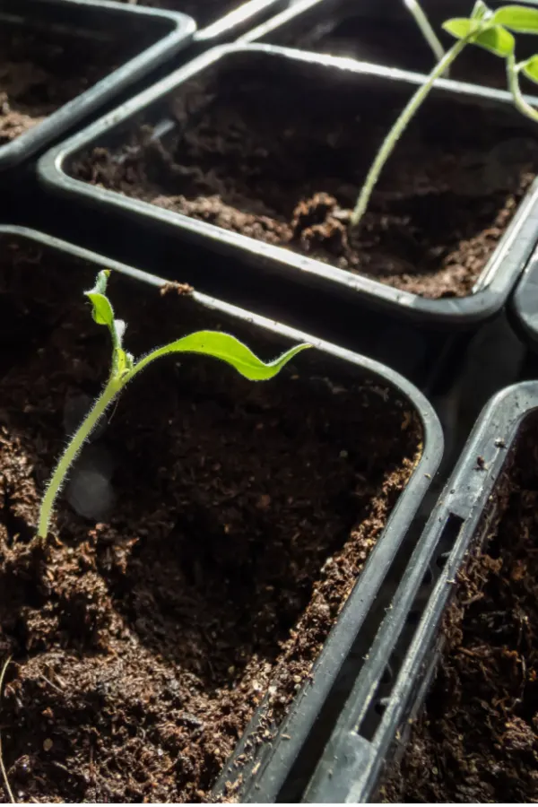 leaning tomato seeds