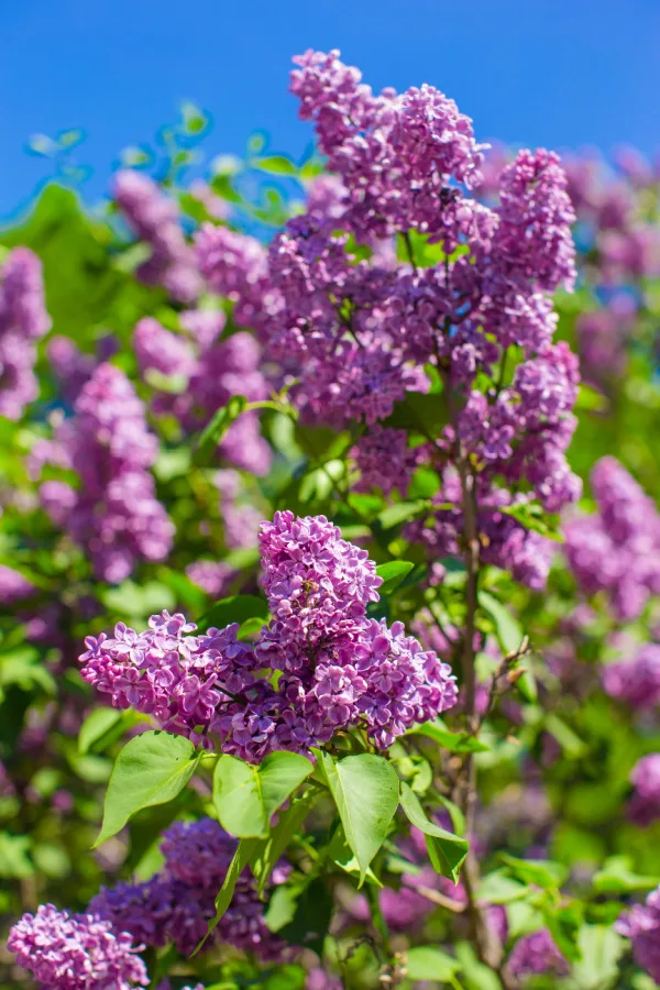 lilac bushes