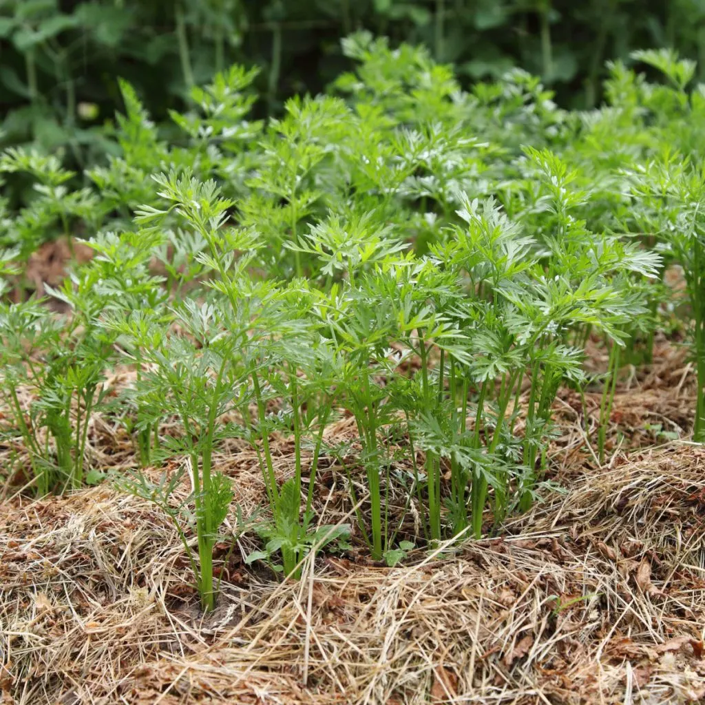 straw - no till garden