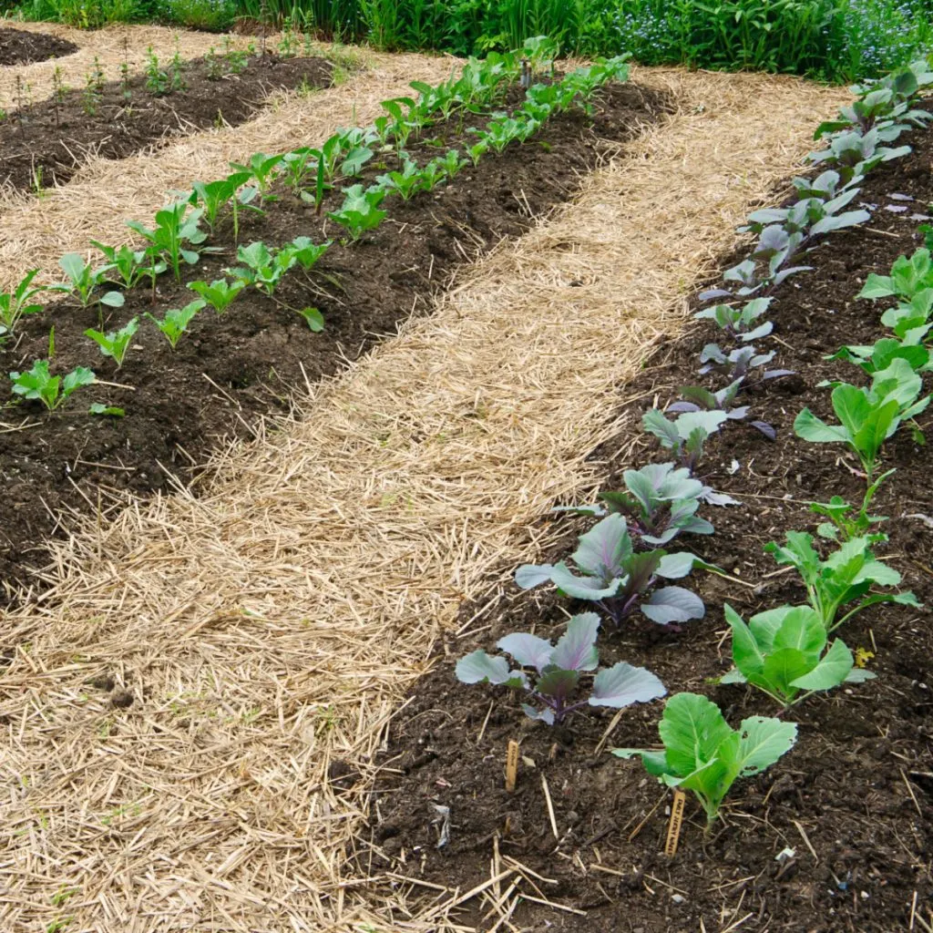 how to create a no till garden