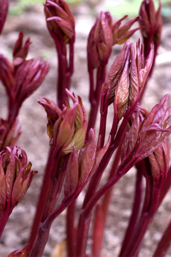 peonies sprouting - get peonies to flower