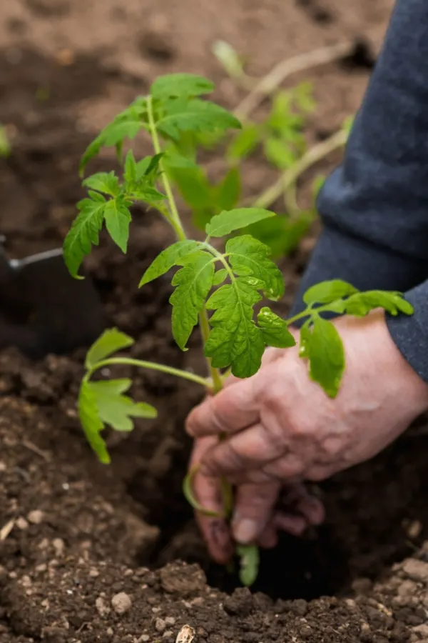 Two hands planting a tomato deep into the soil.