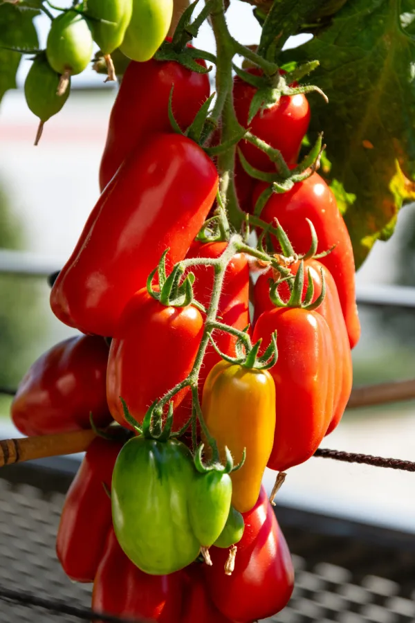 Several ripe fruit on a vine that are ready for harvesting.