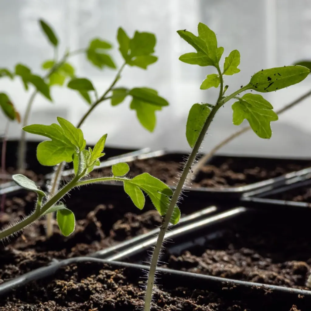 start seeds in windows
