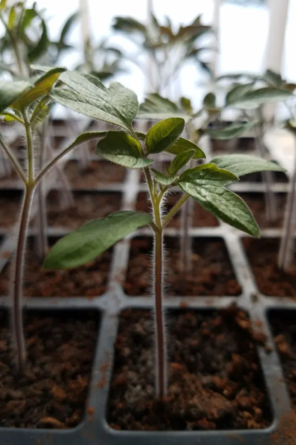 tiny seed trays - starting tomatoes indoors