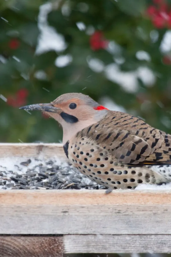 tray feeder
