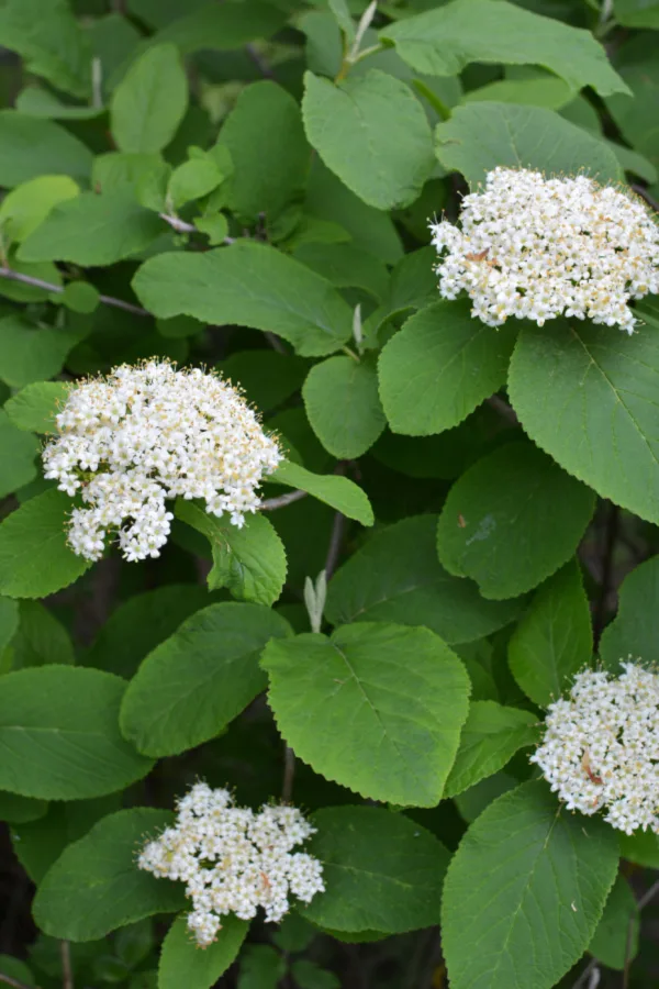 viburnum