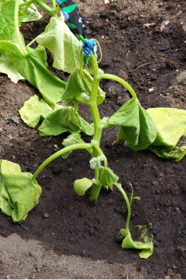 transplants - how to plant cucumbers right