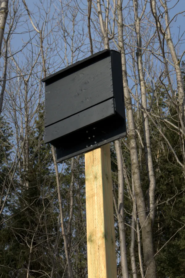 A bat house on a long pole - attract bats