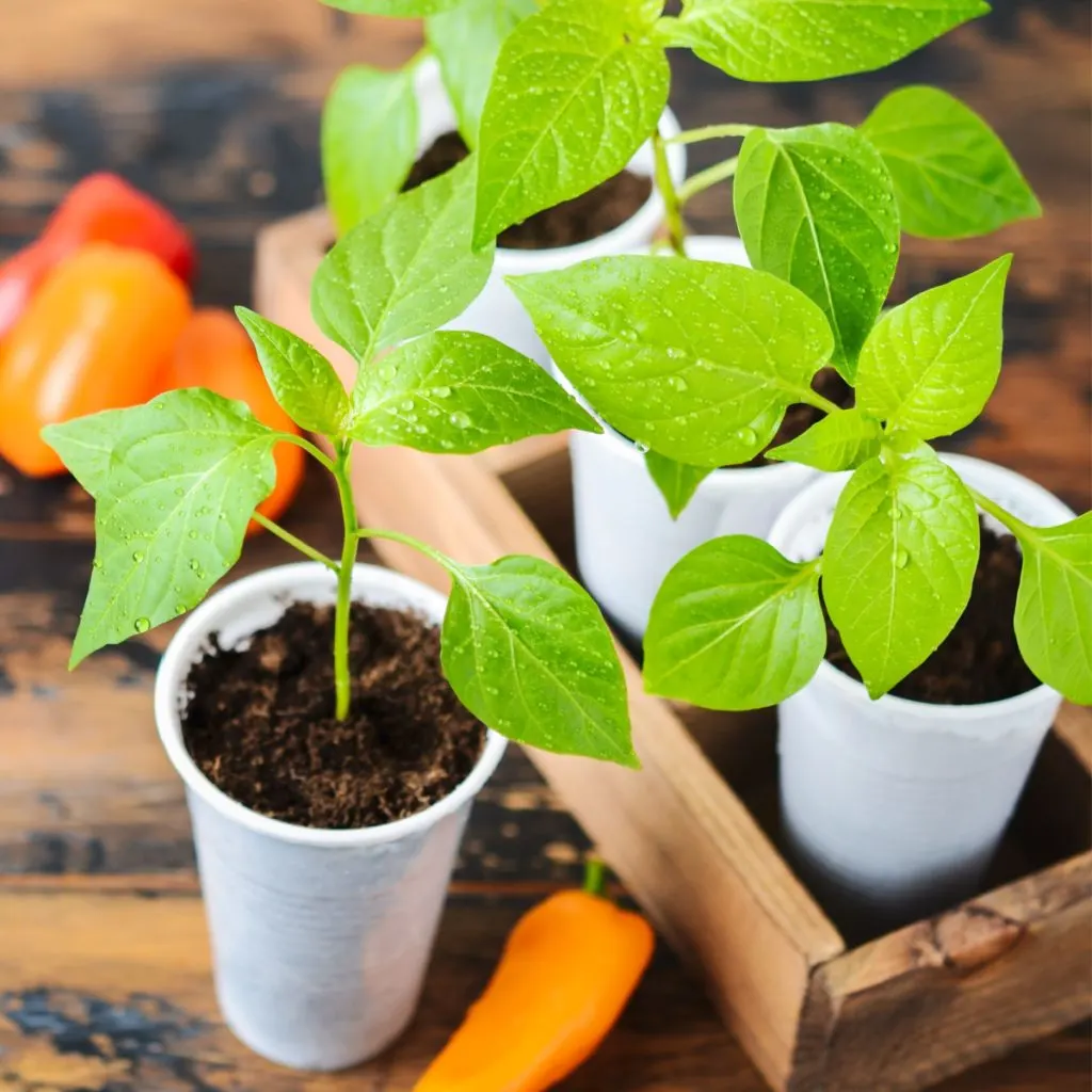 Young healthy pepper seedlings that were started by seeds growing in containers.