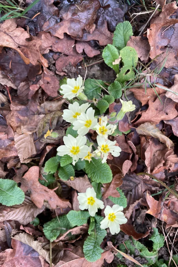 Dead leaves surrounding blooming white flowers or weeds