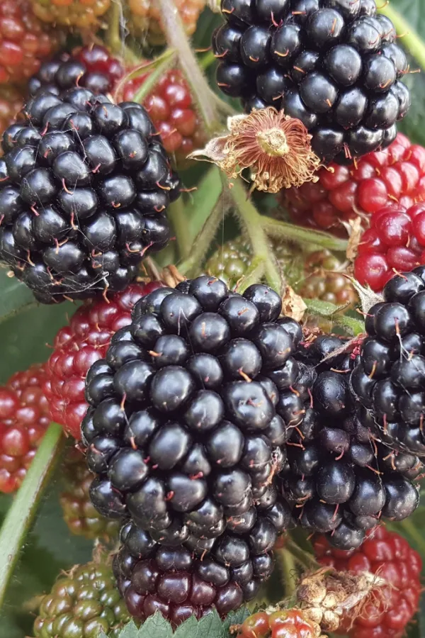 Closeup of Chester thornless blackberries