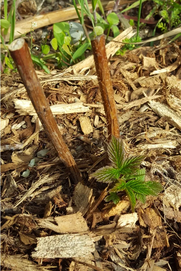 New growth and pruned canes