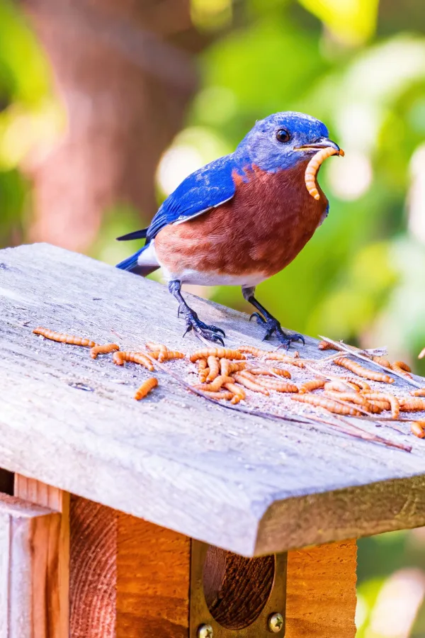 mealworms
