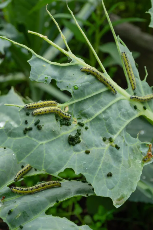 cabbage worms