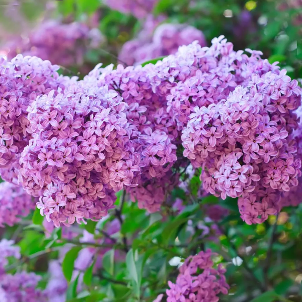 how to fertilize lilacs