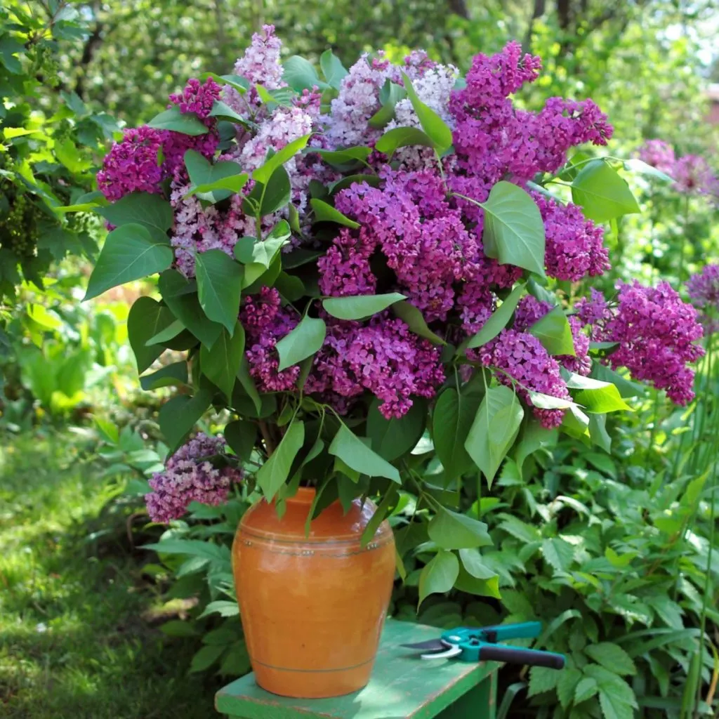 how to fertilize lilacs