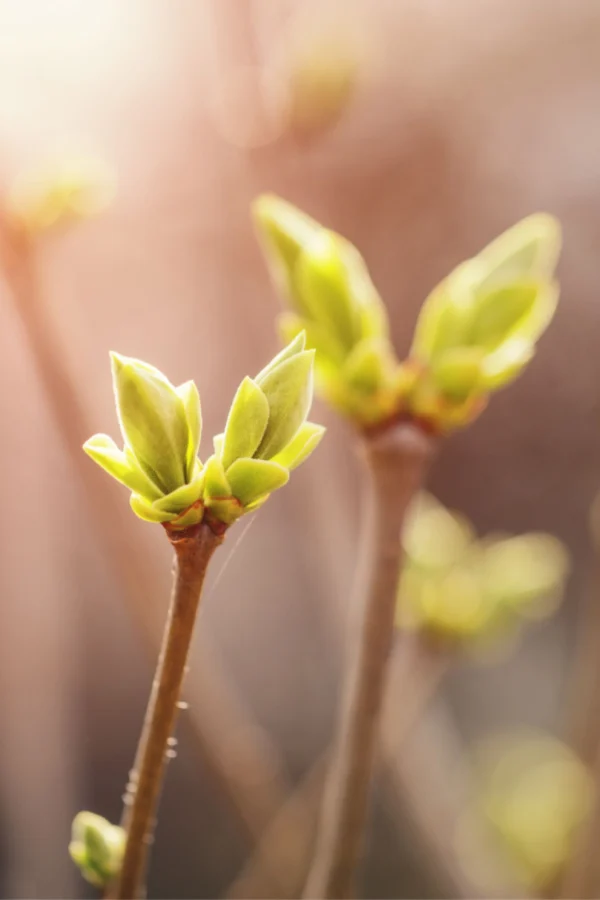 how to fertilize lilac