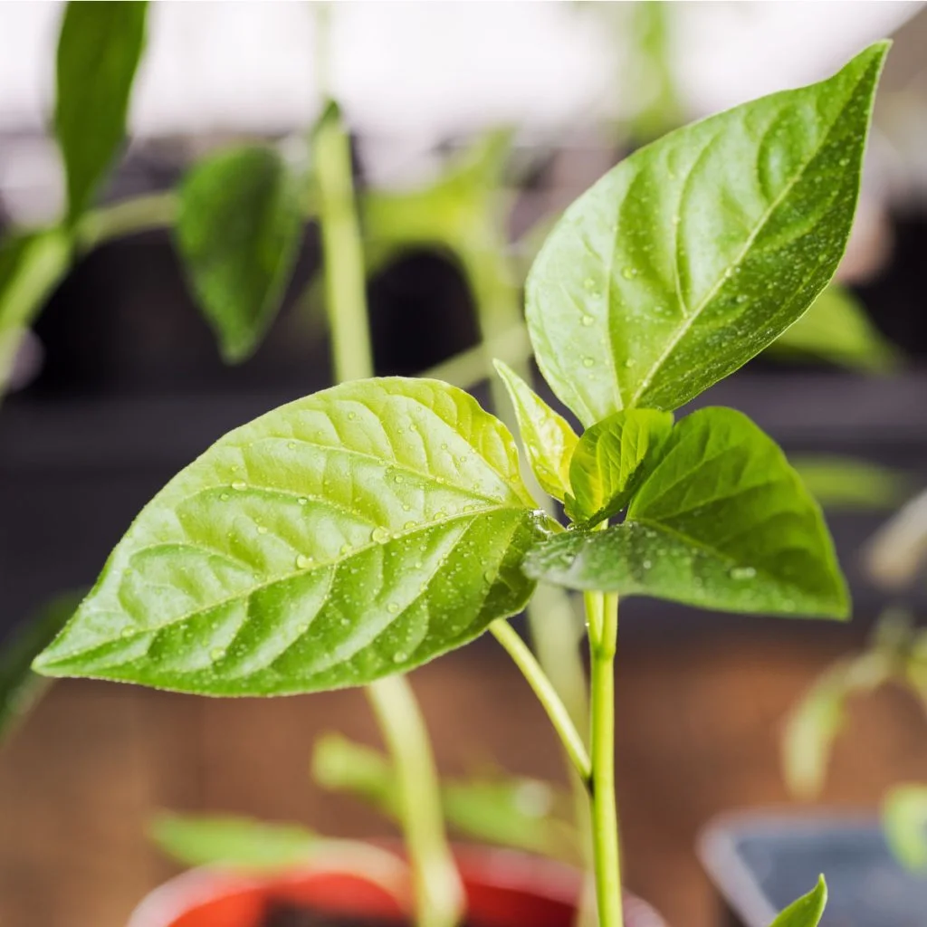 start pepper plants indoors