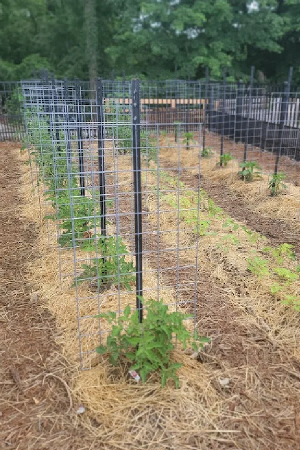 the owg garden