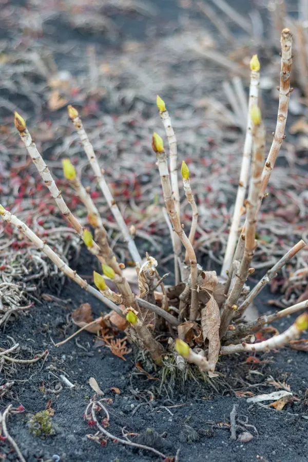 New growth on a hydrangea bush in early spring.