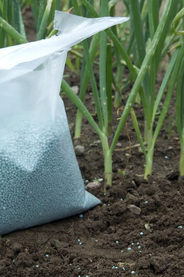 Fertilizer next to onions - plant onion sets