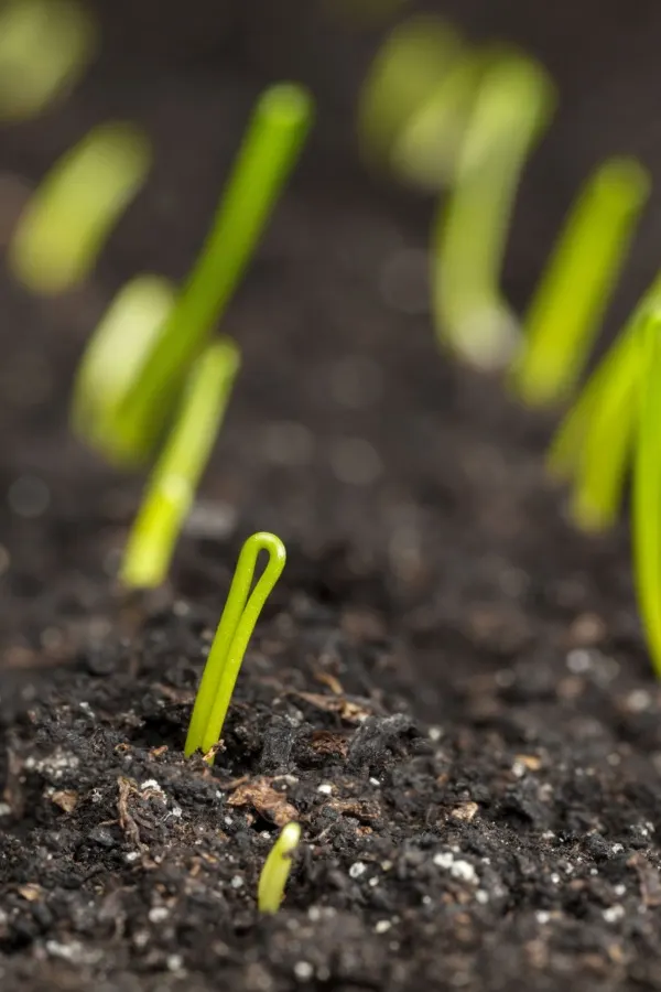 Young onion seedlings