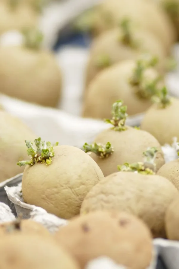Chitting potatoes in egg cartons.