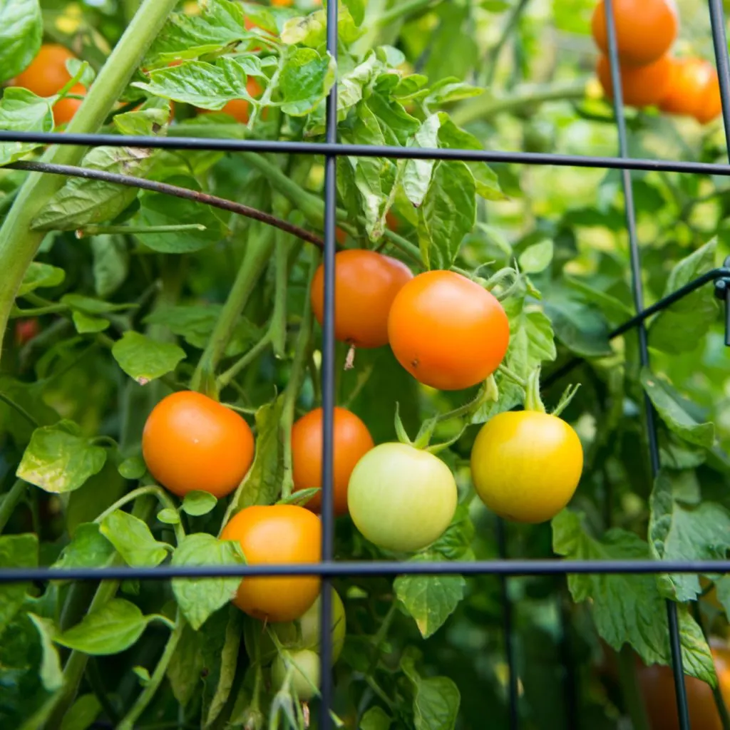 best way to support tomatoes