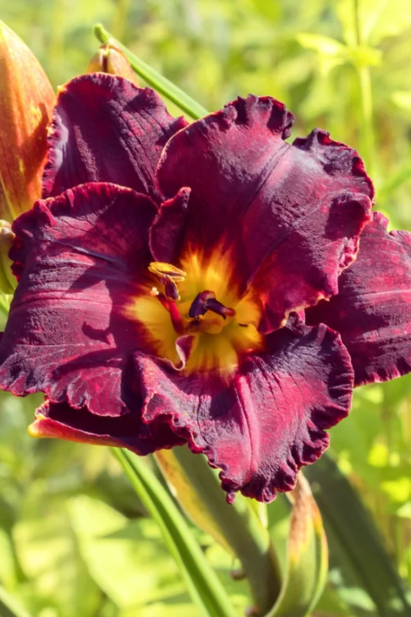 daylilies - how to fertilize