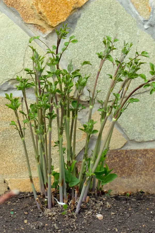 how to fertilize clematis