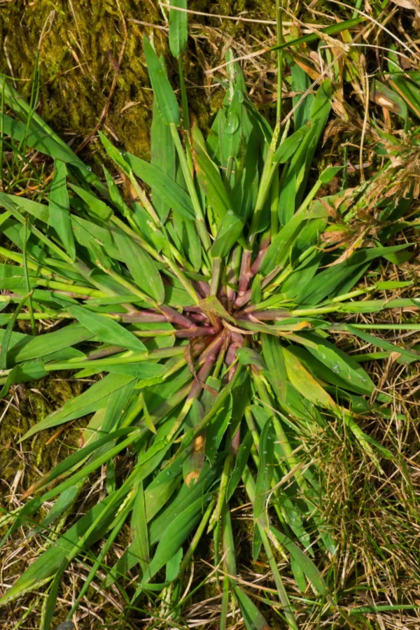 crabgrass in summer