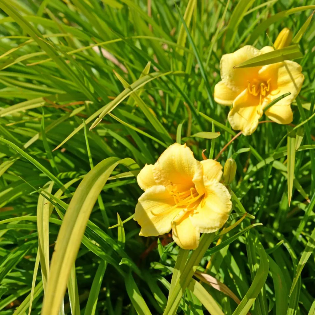 spring daylily care