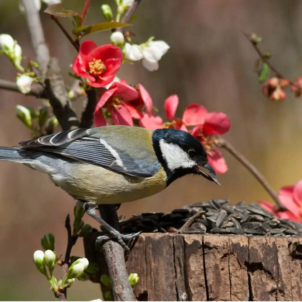 best foods to feed birds in spring